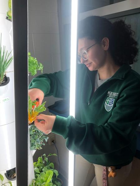 female employee trims herbs in tower garden